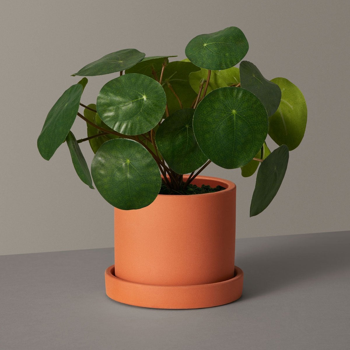 Faux Pilea Peperomioides