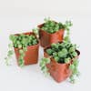 String of Pearls plants
