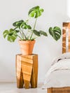 monstera on bedside table