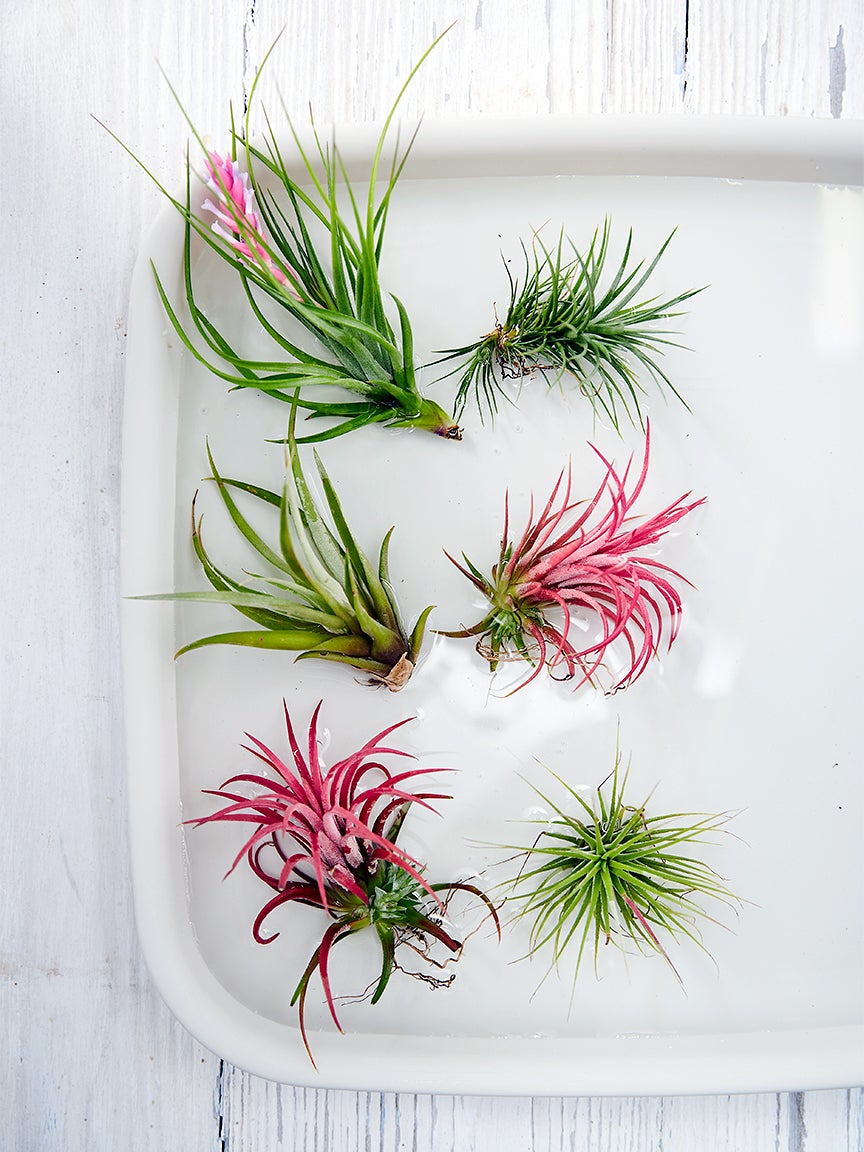 Air plants on a tray