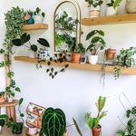 Plants on floating shelves