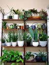 Plants on wooden shelves