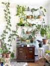 Wall full of plant shelves