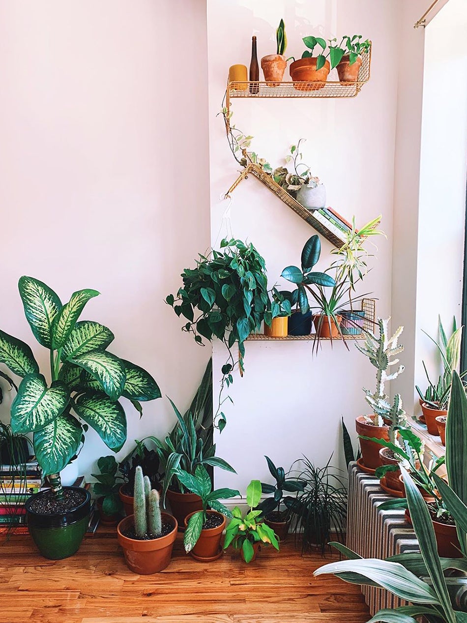 Plant shelves