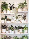 White shelves with plants