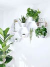 White shelf with plants