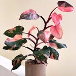 Pink princess philodendron