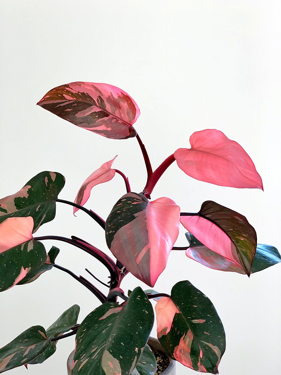 Every Plant Collector Covets the Pink Princess Philodendron