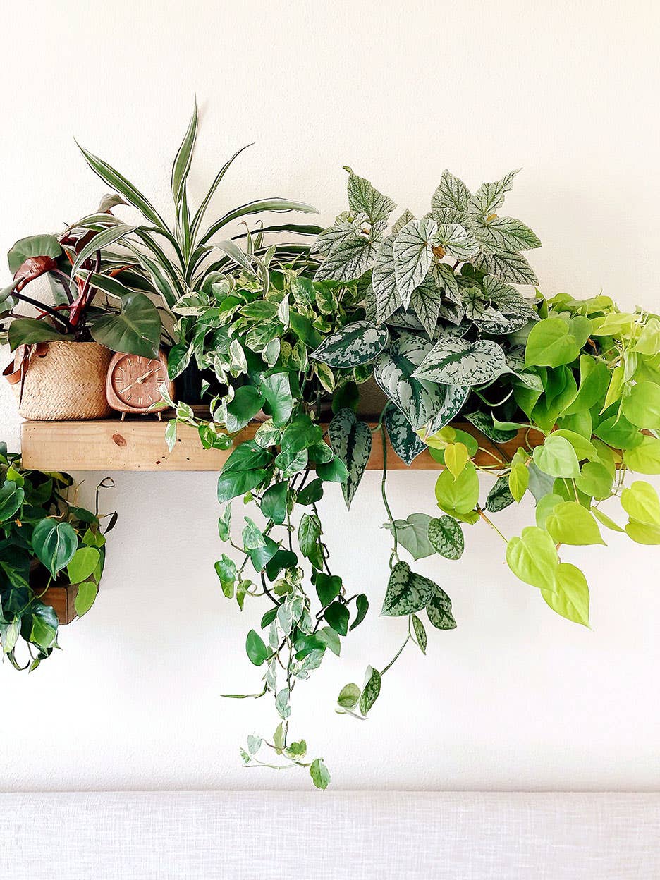 plants hanging form shelf