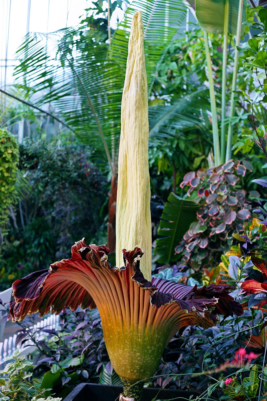 massive flower with stem