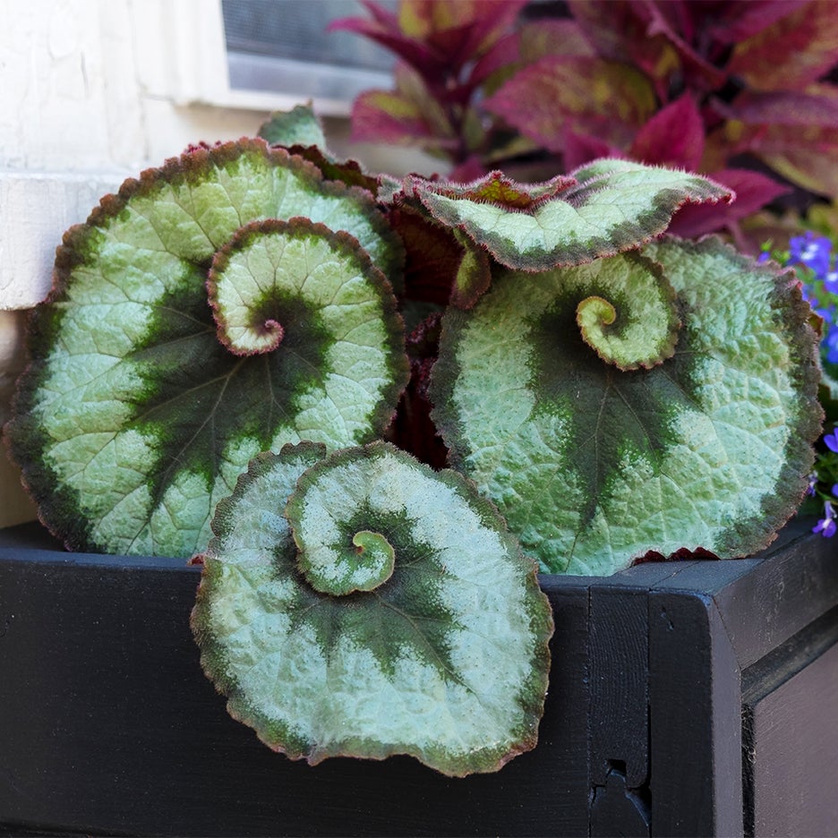 green leaf with spiral design