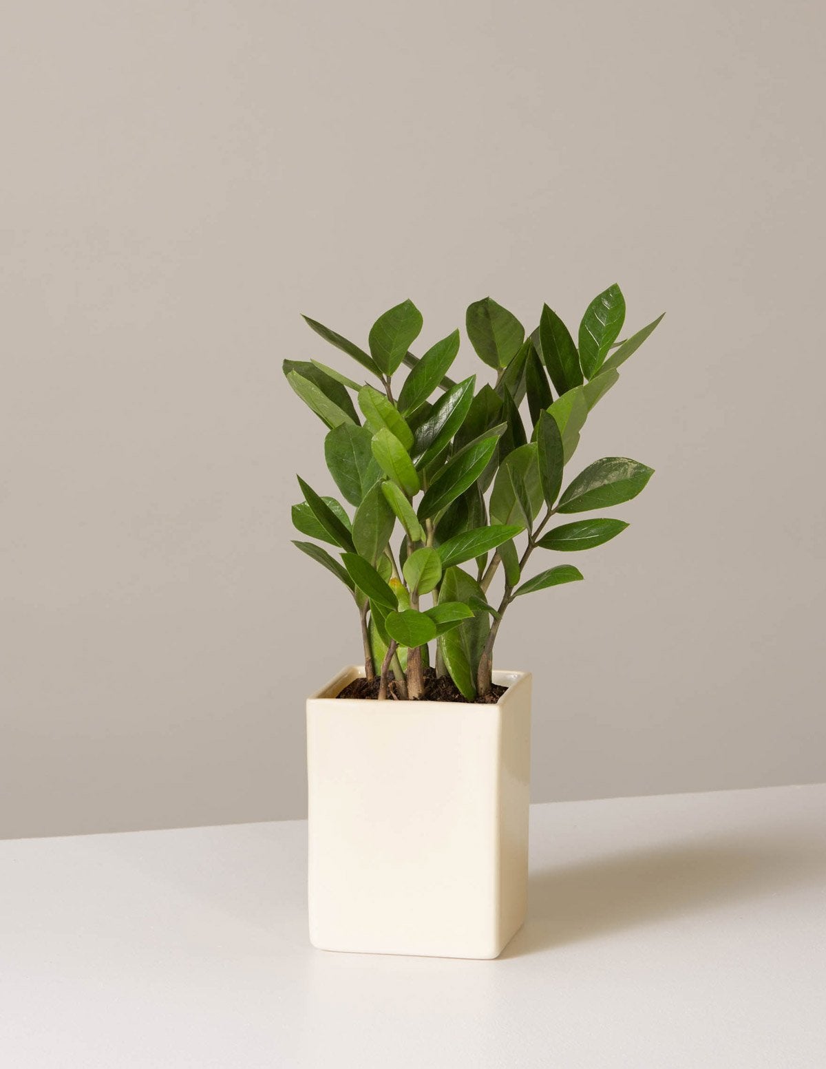 the-sill_zz-plant_variant_small_olmsted_cream_1440x