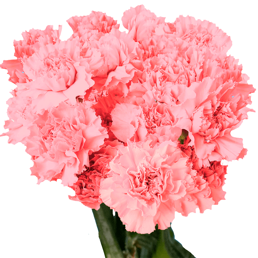 pink-carnations-online-flowers-for-sale-globalrose