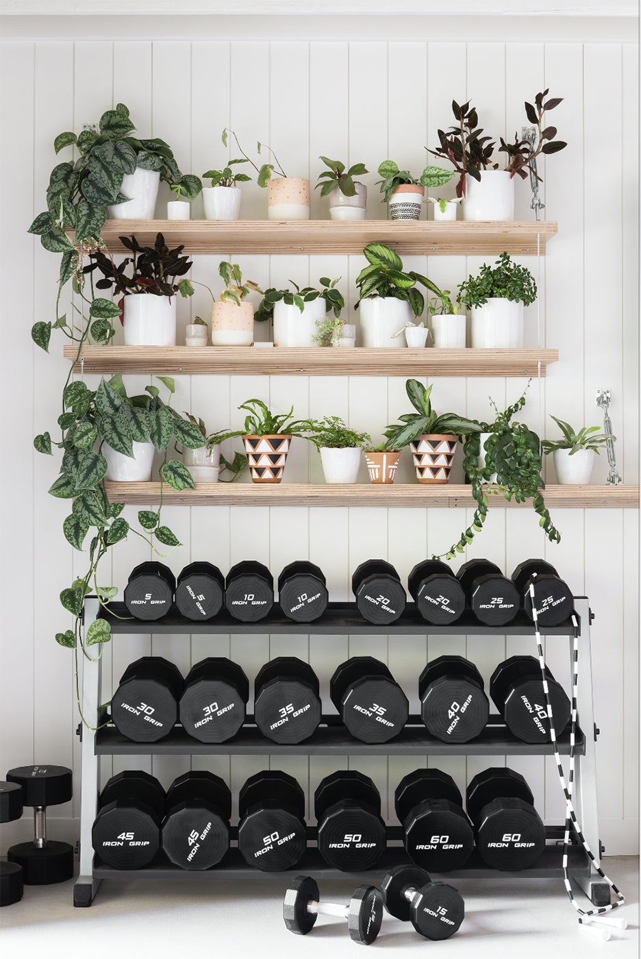 Shelves with weights and plants