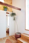 large plant by closets