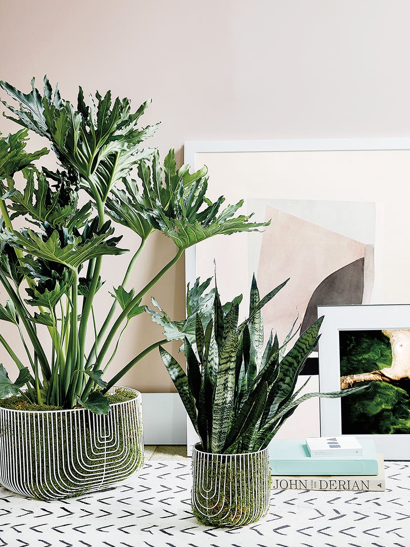 These 15 Plant Parent–Starter Finds Have the Expert Stamp of Approval