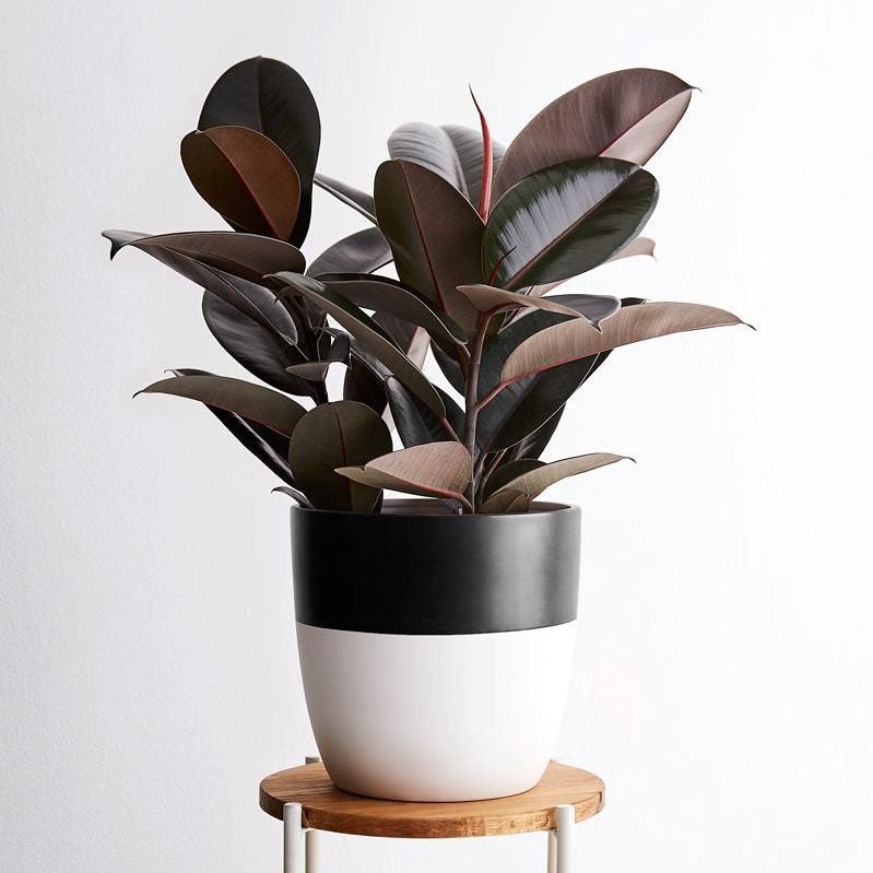 large-plant-ficus-black-pot_1296x