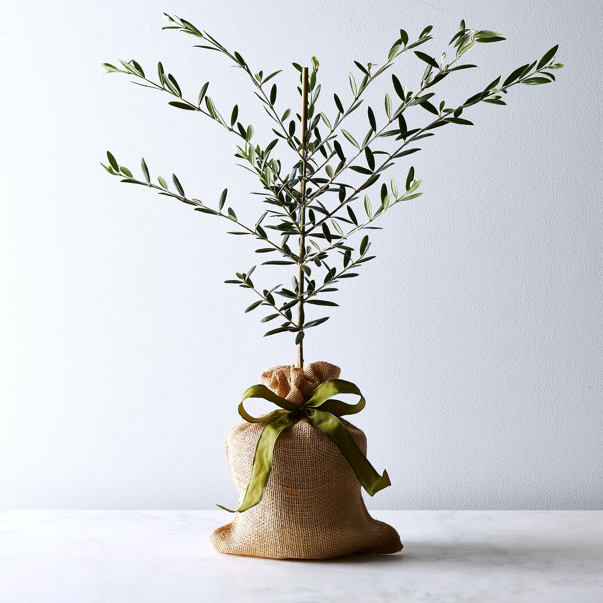 Move Over, Fiddle-Leaf Fig—We’re Seeing This Indoor Tree Everywhere