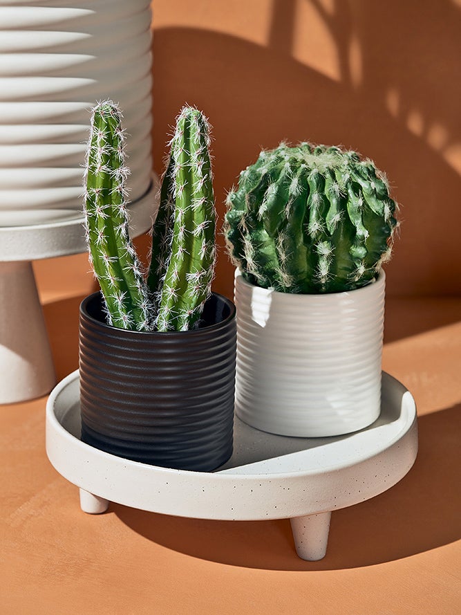 Fake succulents from Hilton Carter for Target