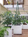 white containers with trellises for plants