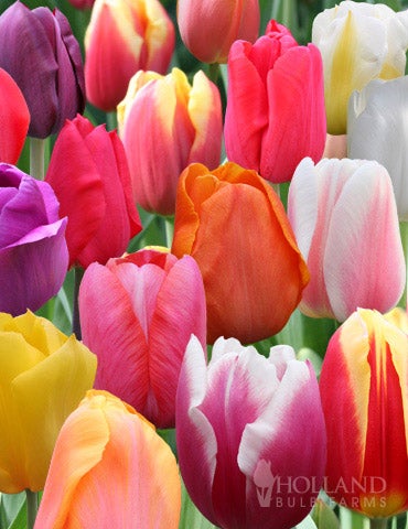88250-pastel-mix-triumph-tulip