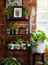 plants in metallic pots on meatl shelf