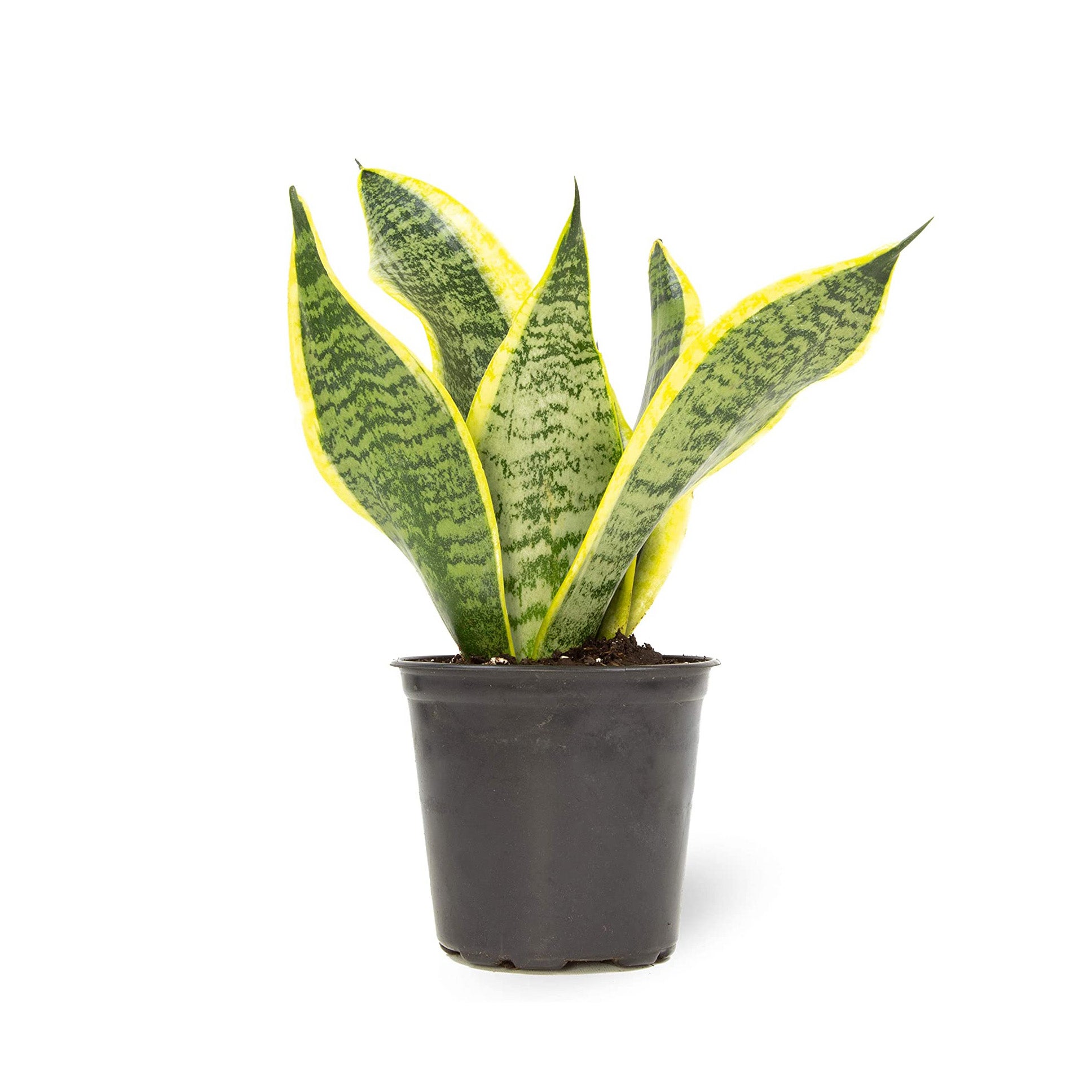 Best for Brown Thumbs Snake Plant