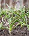 garlic growing in soil