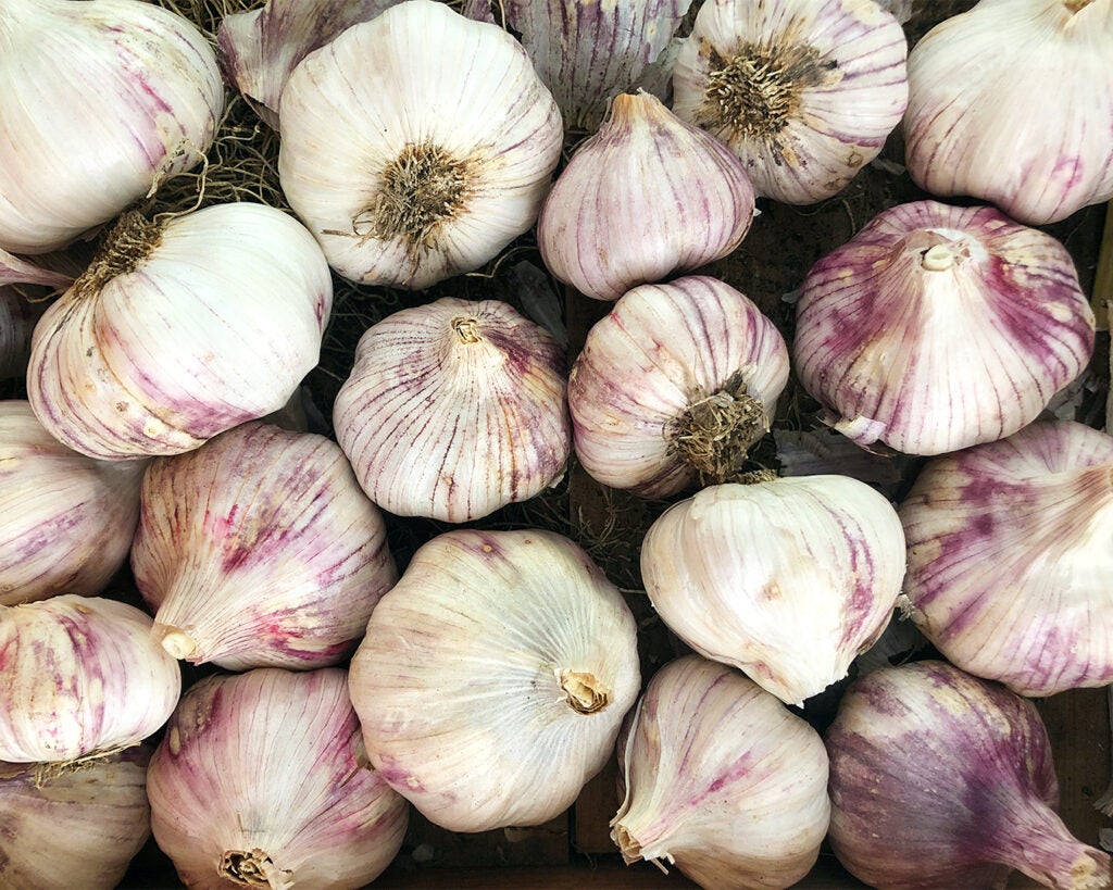 harvested garlic bulbs