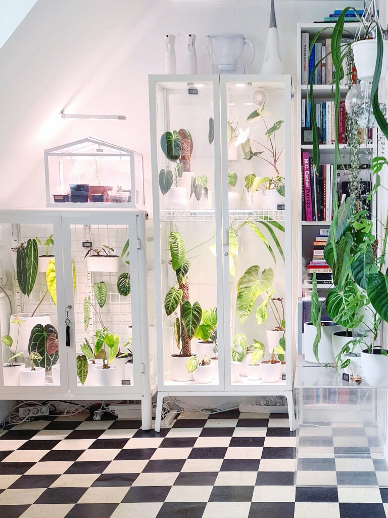 This IKEA Staple Moonlights as a Greenhouse
