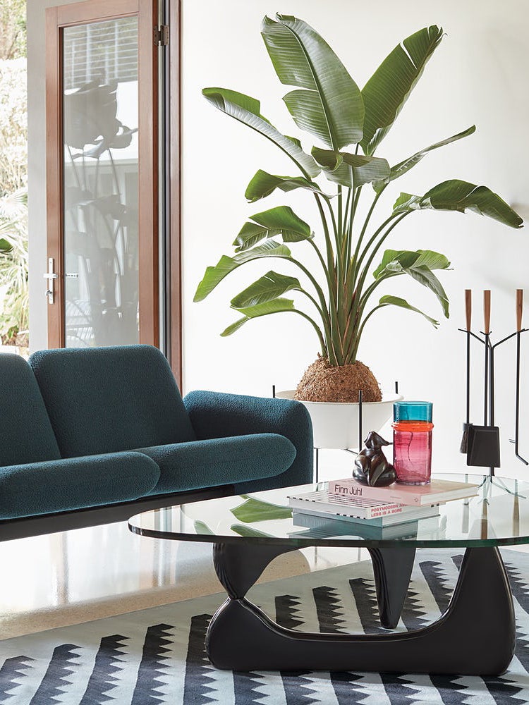 Living room with ink blue sofa, glass coffee table and a plant in one corner