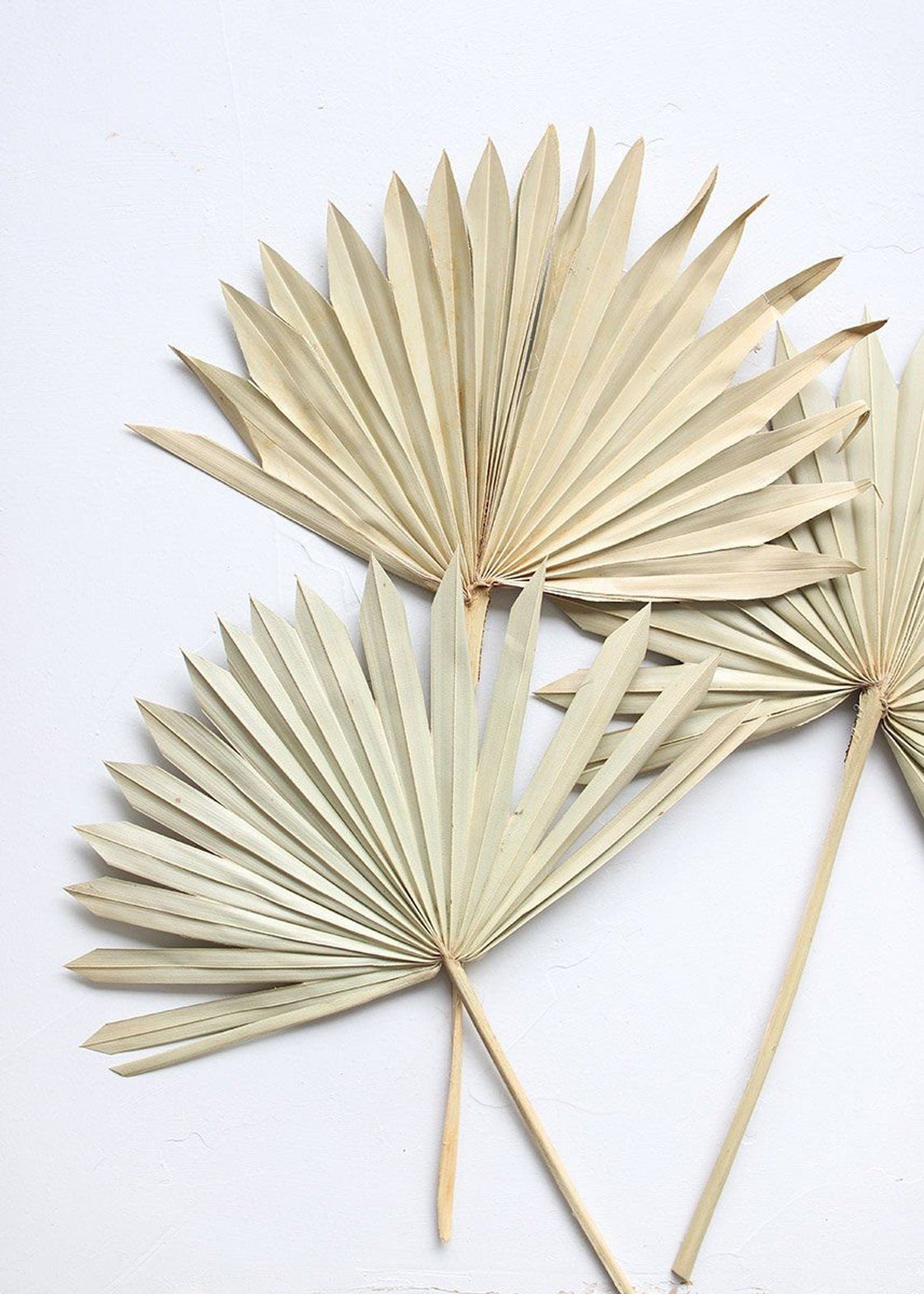 dried palm leaves