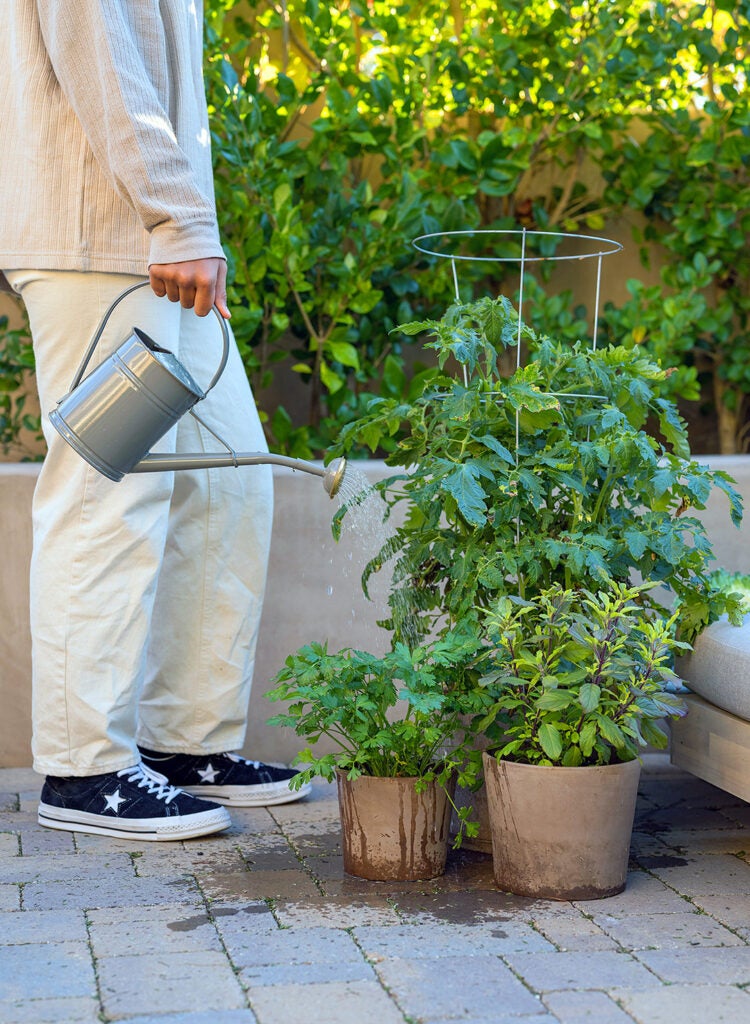 person watering herbs