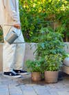 person watering herbs