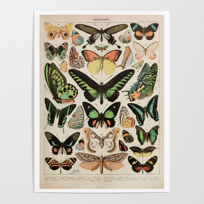 butterfly poster