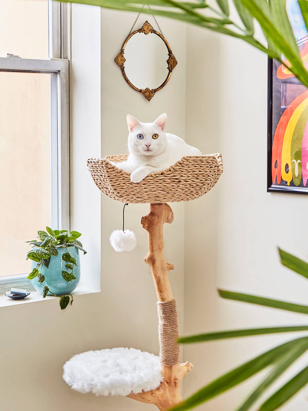 white cat on a tall cat tree