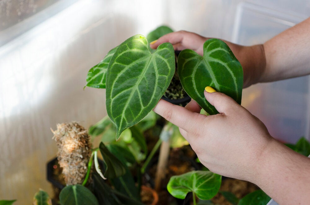 Radiators and Plants Aren’t Friends, But This DIY Trick Will Keep Thirsty Leaves Hydrated