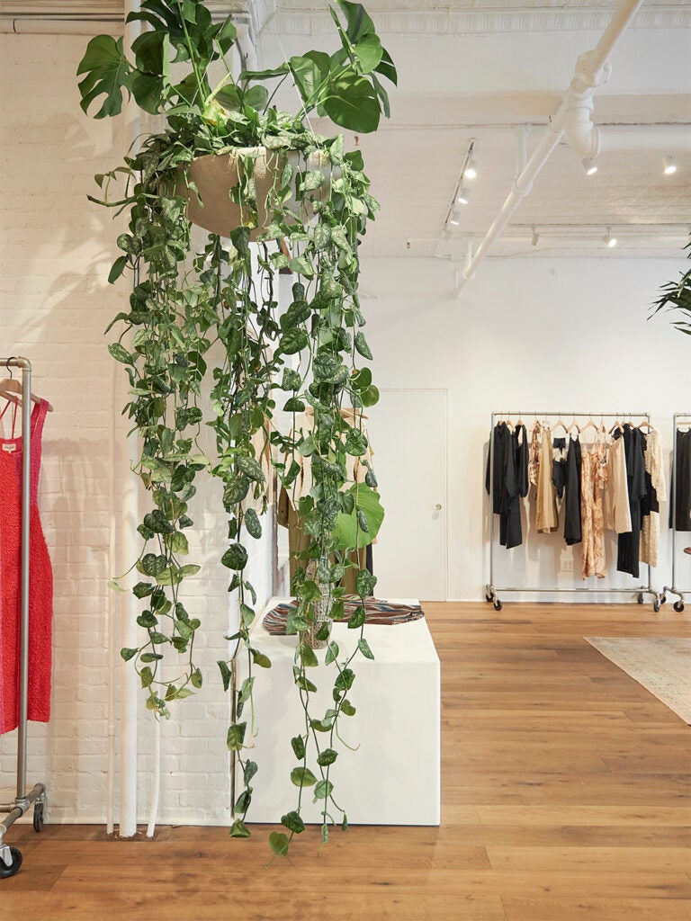 A Palm Tree Named Gloria Is the Focal Point of Mara Hoffman’s New Store