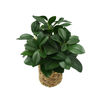 Peperomia Plant in Wicker Basket