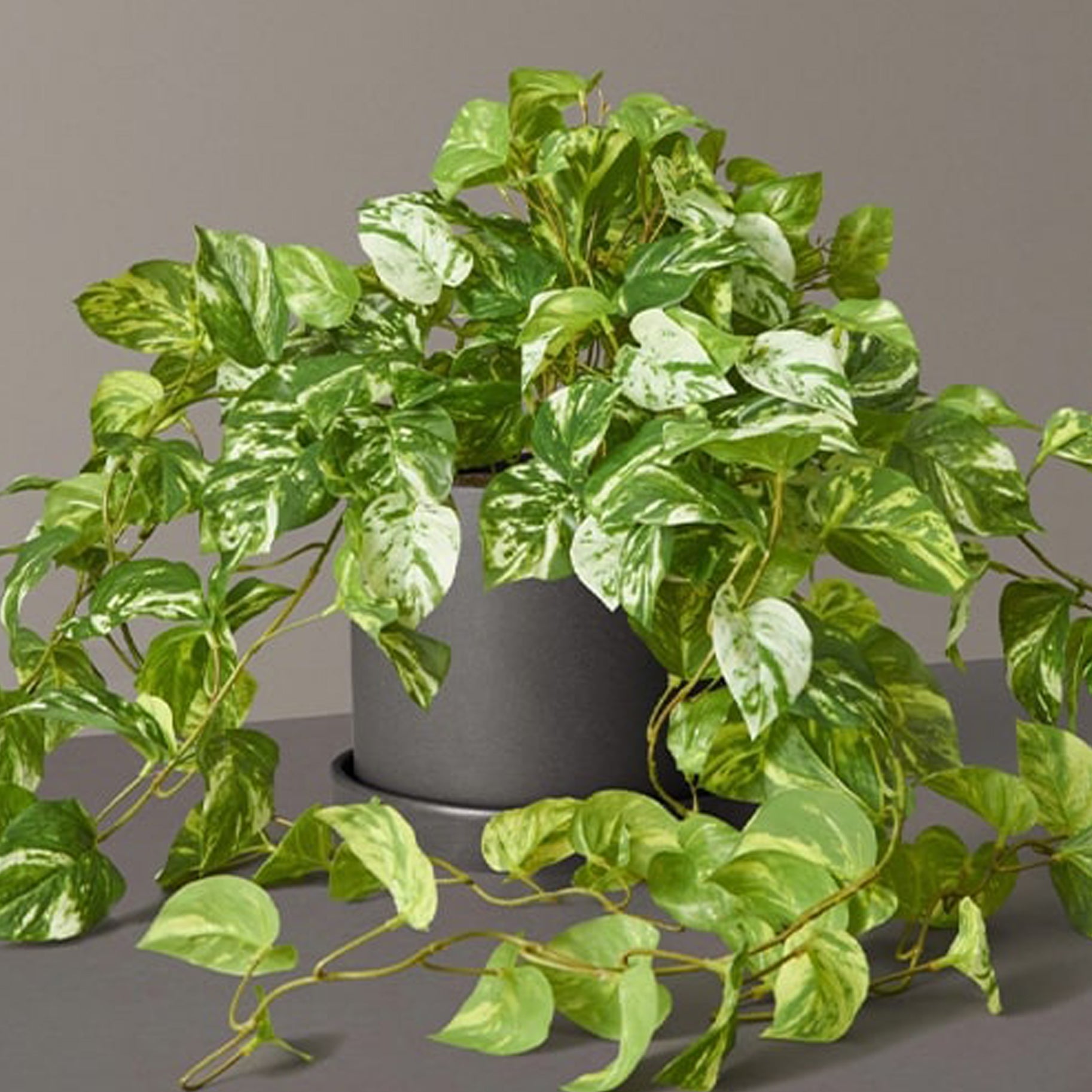 The Sill Faux Pothos Plant Domino
