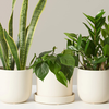 Plants from the Sill in Cream Ceramic Planters for Subscription Box