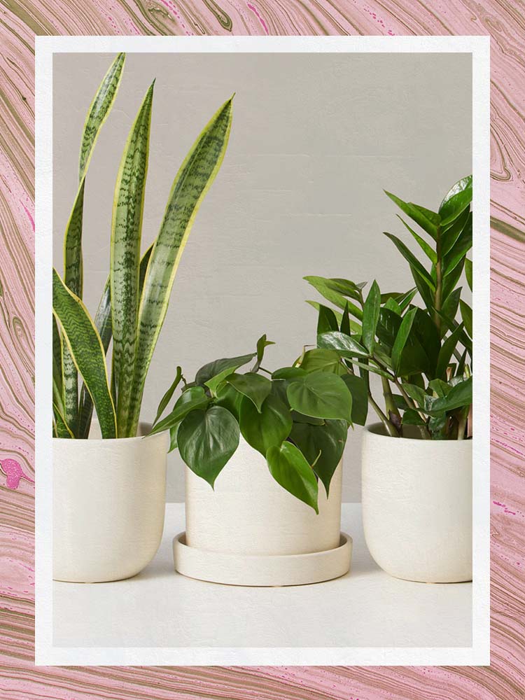 The Sill is One of the Best Plant Subscription Boxes, three plants in cream potters