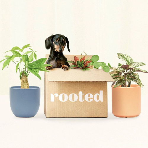 Dachshund in Rooted Box Flanked by Two Potted Plants