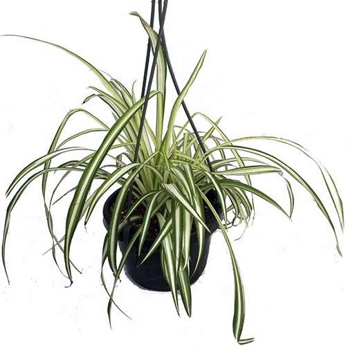 Spider Plant in Hanging Black Nursery Pot