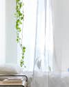pothos plant hanging with white sheer curtains