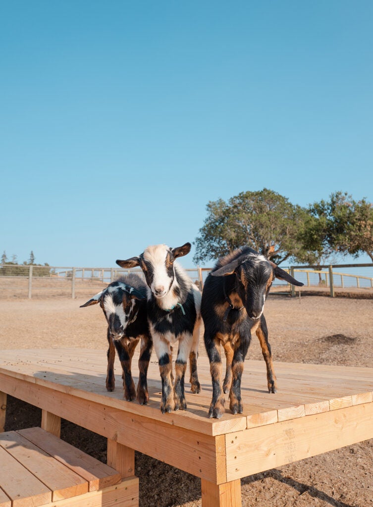 goats on a wood platform