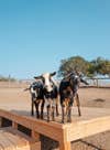 goats on a wood platform