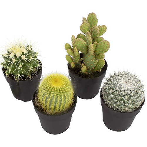 Cacti Set from Amazon