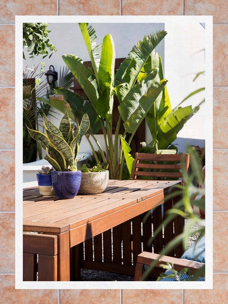 How to Decorate With the Best Patio Plants, as Seen in Our Favorite Outdoor Spaces