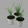 Three Pots of Grass from Home Depot